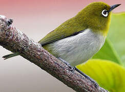 Warbling White-eye