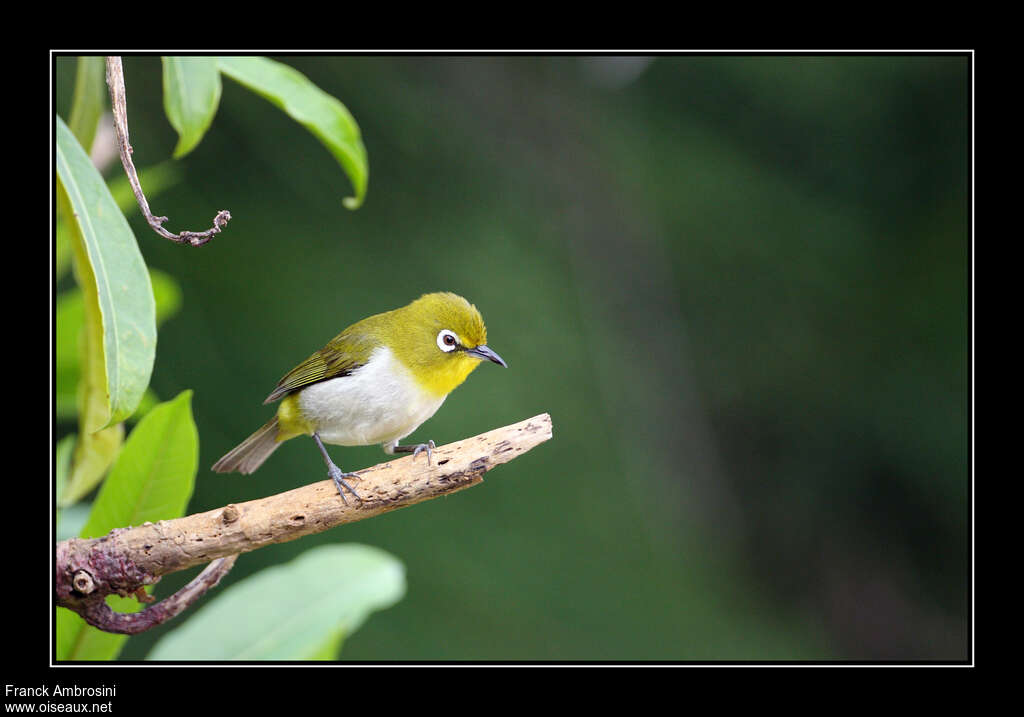 Warbling White-eyeadult, identification