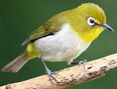 Warbling White-eye