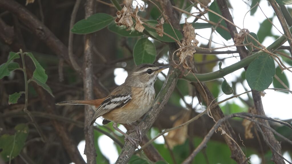 White-browed Scrub Robin