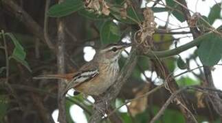 White-browed Scrub Robin