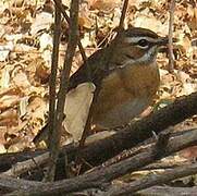 Bearded Scrub Robin