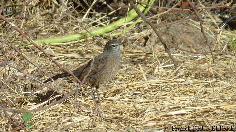 Karoo Scrub Robin