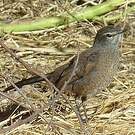 Agrobate coryphée