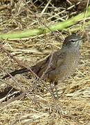 Karoo Scrub Robin