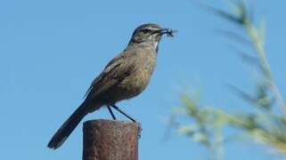 Karoo Scrub Robin