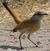 Kalahari Scrub Robin