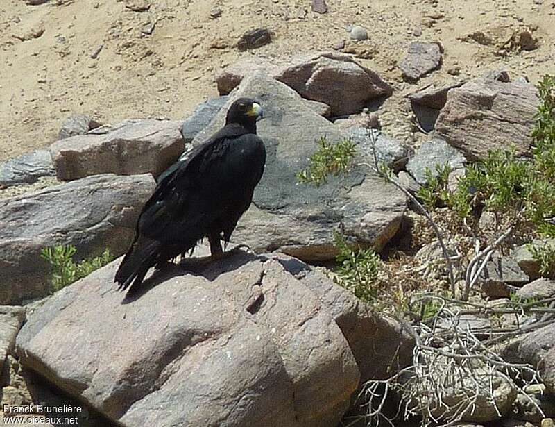 Aigle de Verreauxadulte, identification