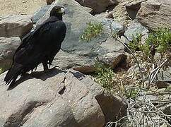 Verreaux's Eagle