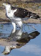 African Hawk-Eagle