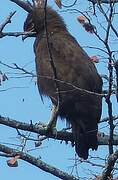 Long-crested Eagle