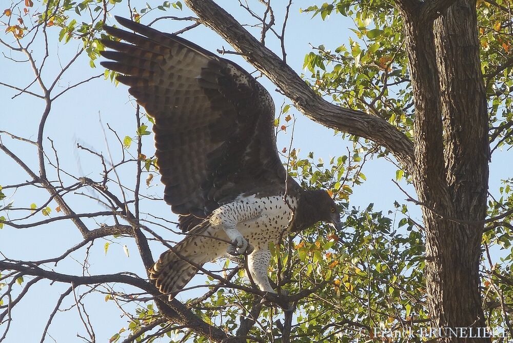 Aigle martialadulte