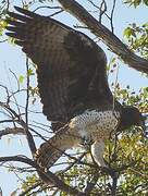 Martial Eagle