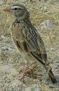 Pink-billed Lark