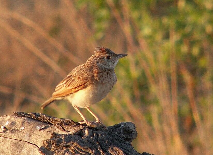 Rufous-naped Lark