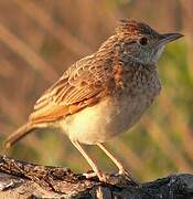 Rufous-naped Lark