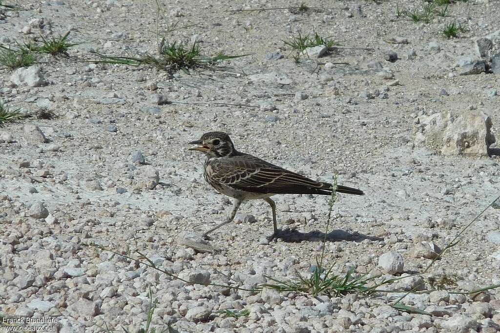 Dusky Lark