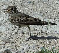 Dusky Lark