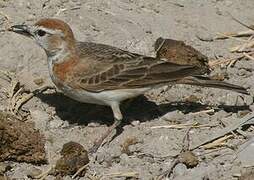 Red-capped Lark