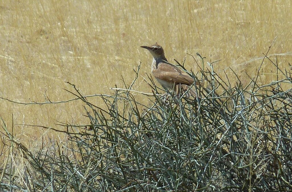 Alouette de Benguela