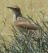 Benguela Long-billed Lark