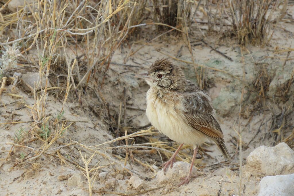 Eastern Clapper Lark