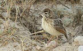 Eastern Clapper Lark