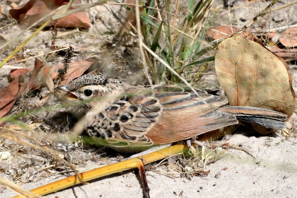 Fawn-colored Lark