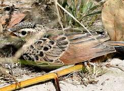 Fawn-colored Lark