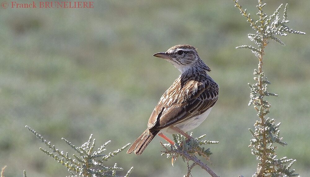 Sabota Lark