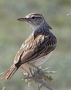 Sabota Lark