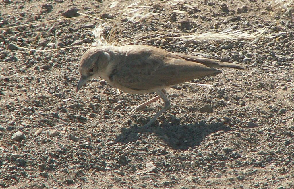 Gray's Lark