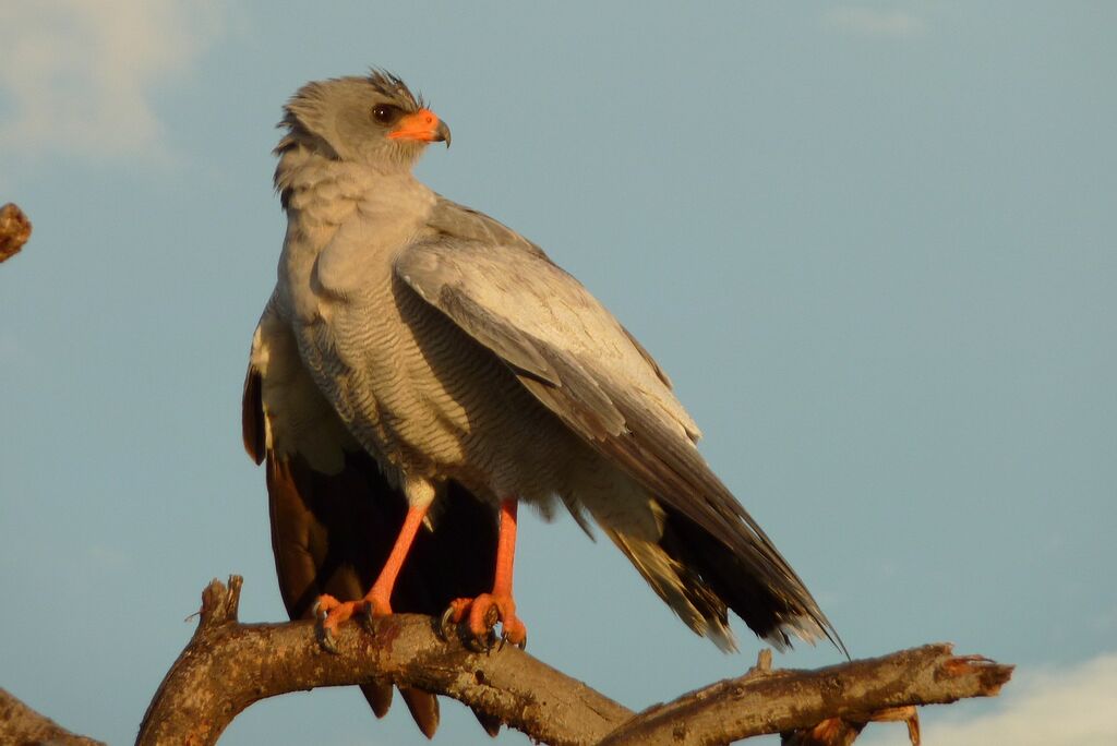 Pale Chanting Goshawk