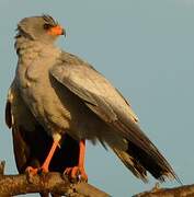 Pale Chanting Goshawk