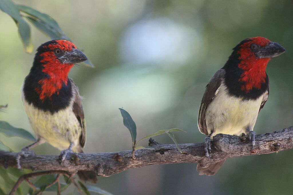 Black-collared Barbet