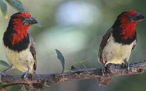 Black-collared Barbet