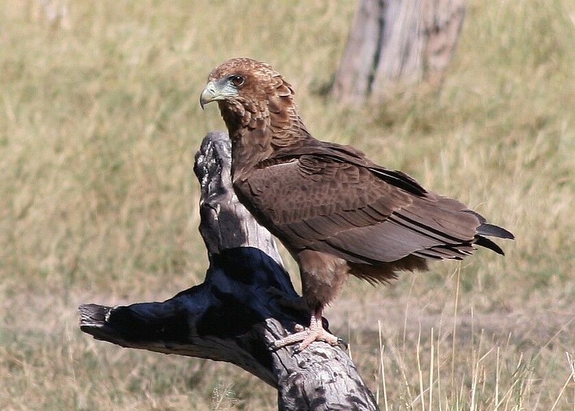 Bateleur des savanesjuvénile