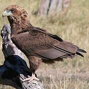 Bateleur