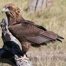 Bateleur des savanes