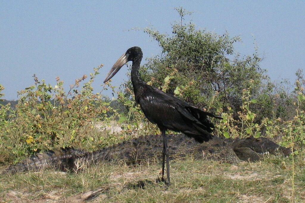 African Openbill