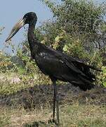 African Openbill