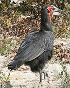 Southern Ground Hornbill