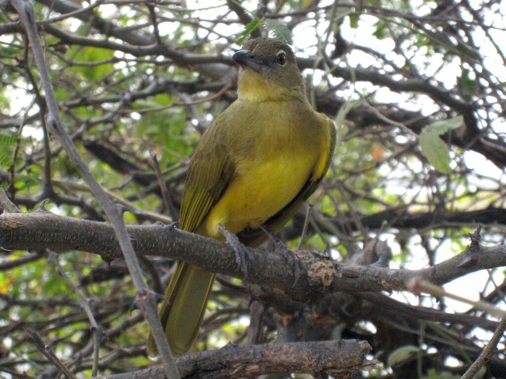 Bulbul à poitrine jaune