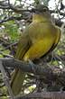 Bulbul à poitrine jaune