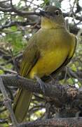 Yellow-bellied Greenbul