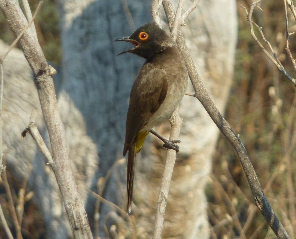 Bulbul brunoir