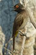 African Red-eyed Bulbul