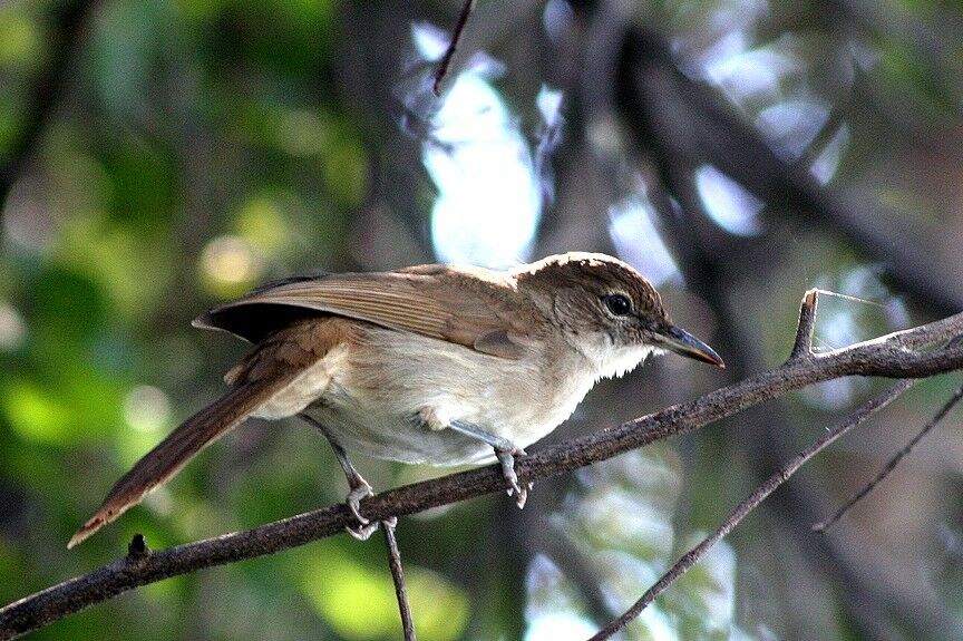 Bulbul jaboteur