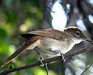 Bulbul jaboteur