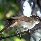 Bulbul jaboteur